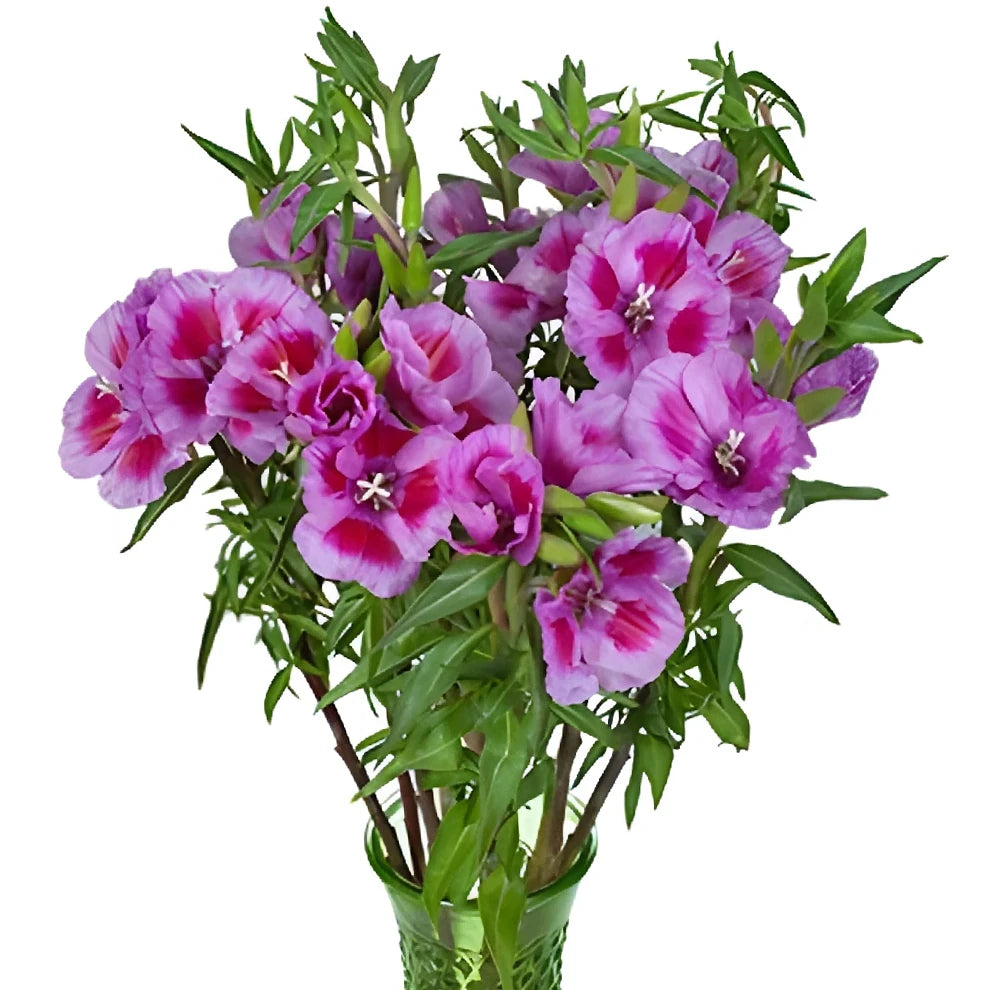 Bicolor Lavender & Pink Godetia - alternative 3