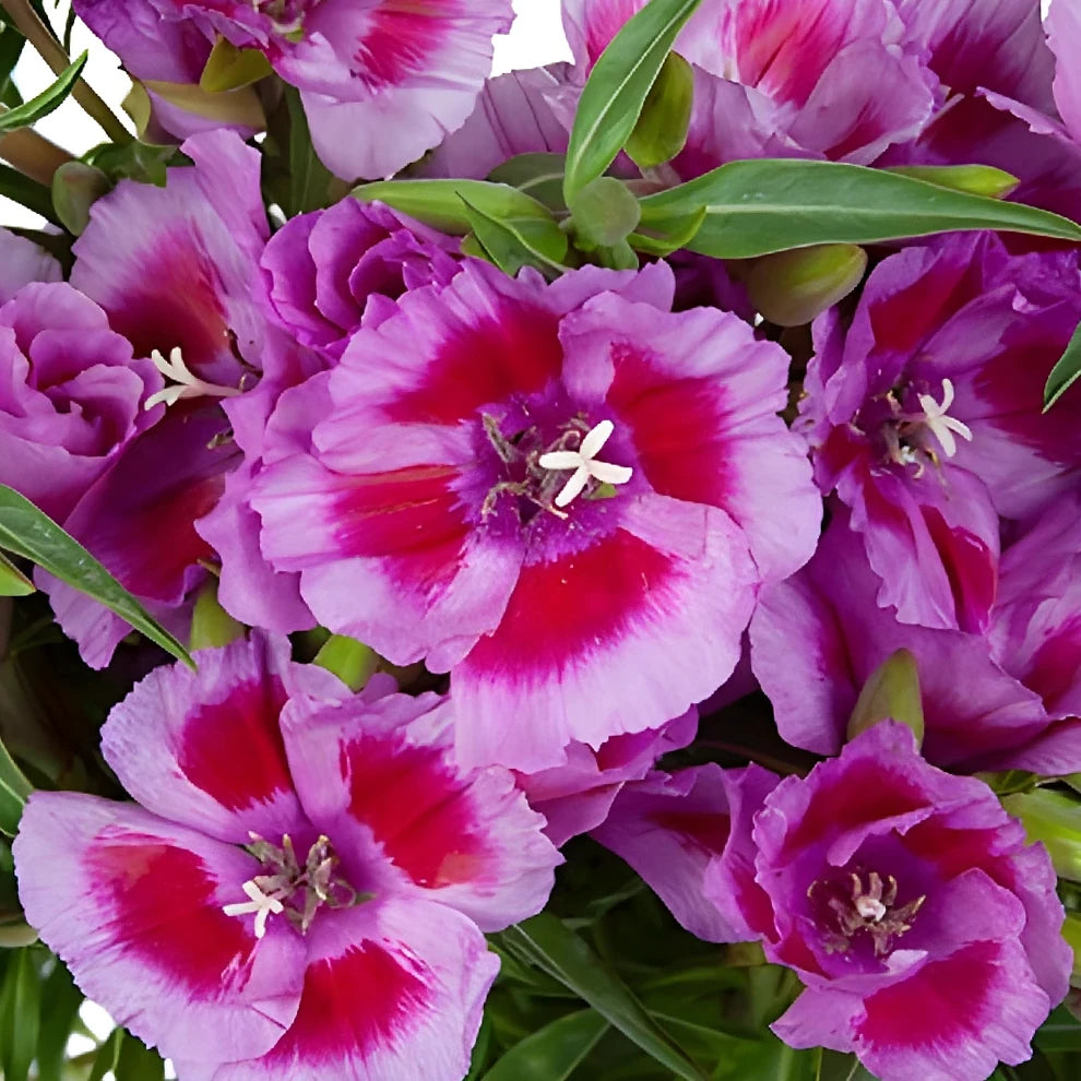 Bicolor Lavender & Pink Godetia - alternative 2