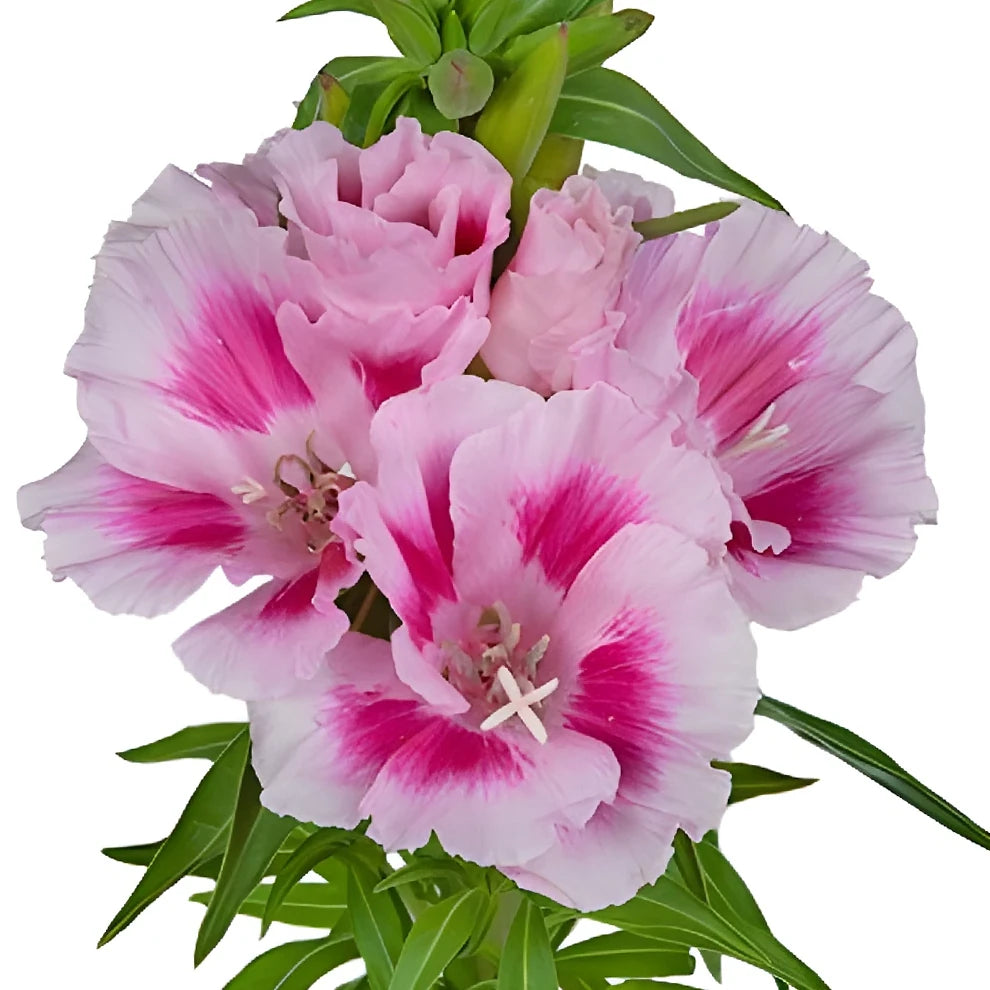 Pink Godetia - main