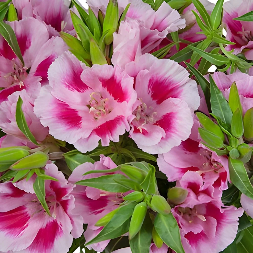 Pink Godetia - alternative 2