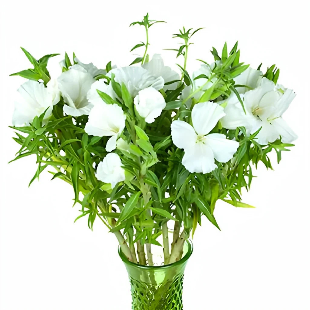 White Godetia - alternative 2