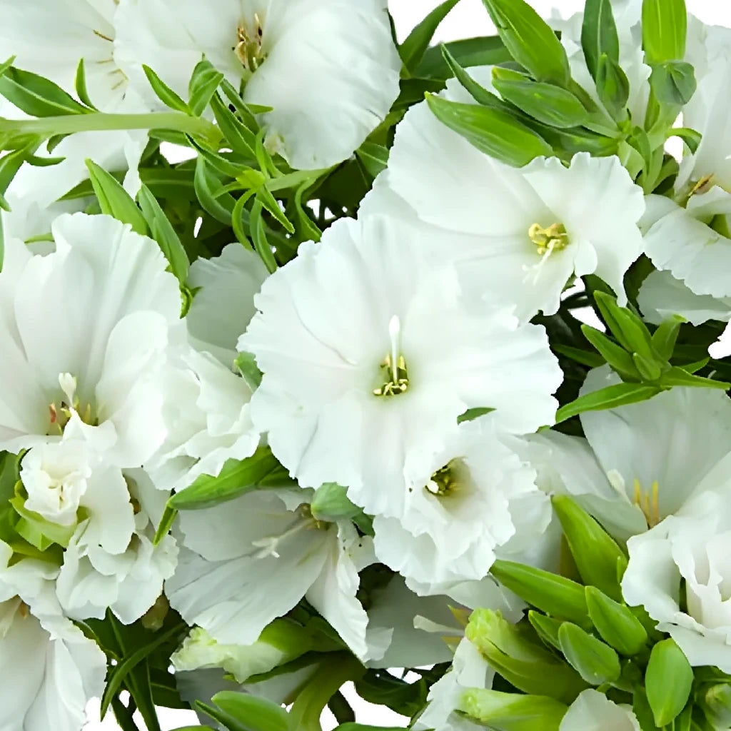 White Godetia - alternative 3