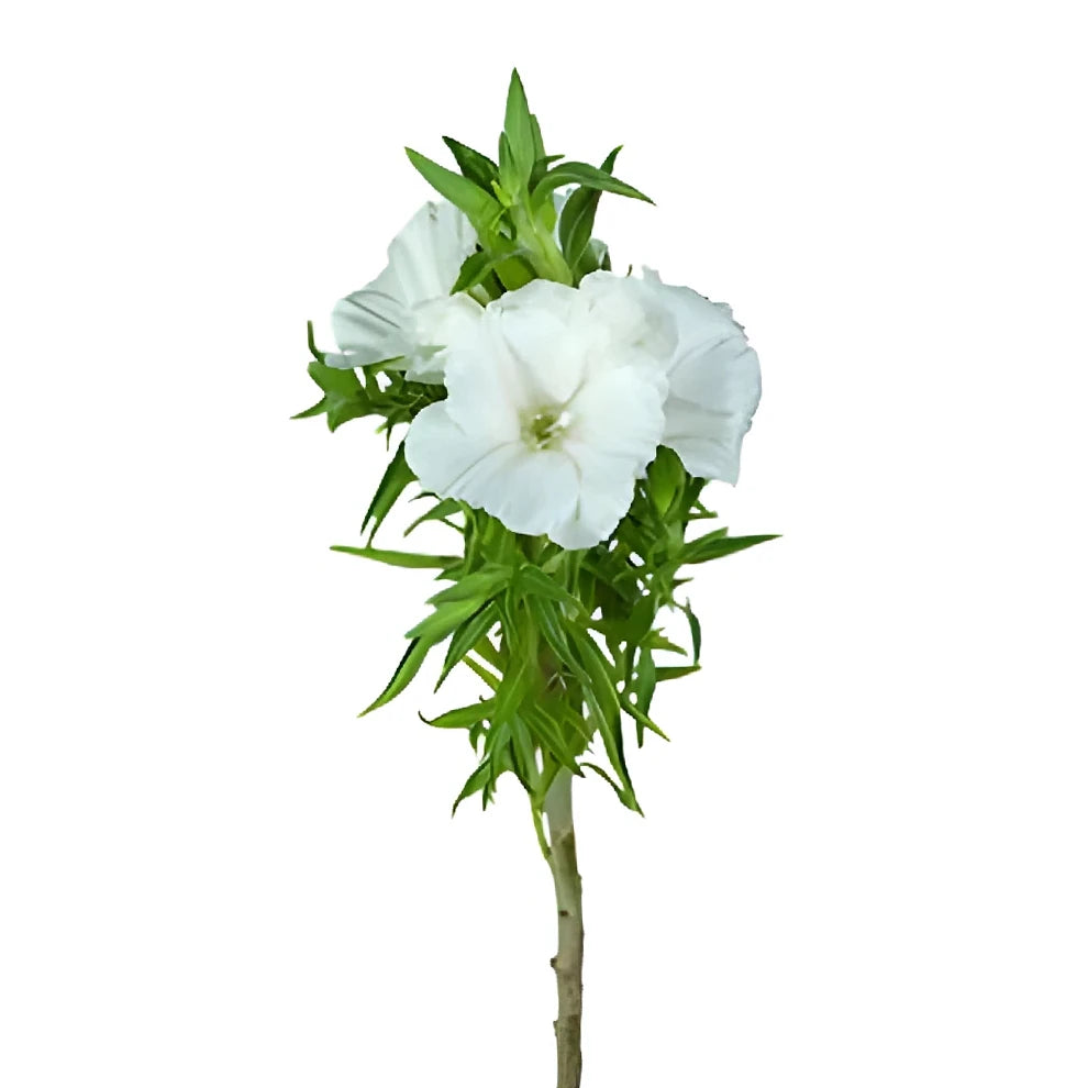 White Godetia - main