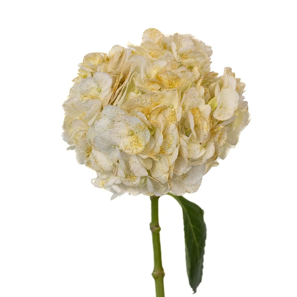 White with Gold Glitter Hydrangeas - main