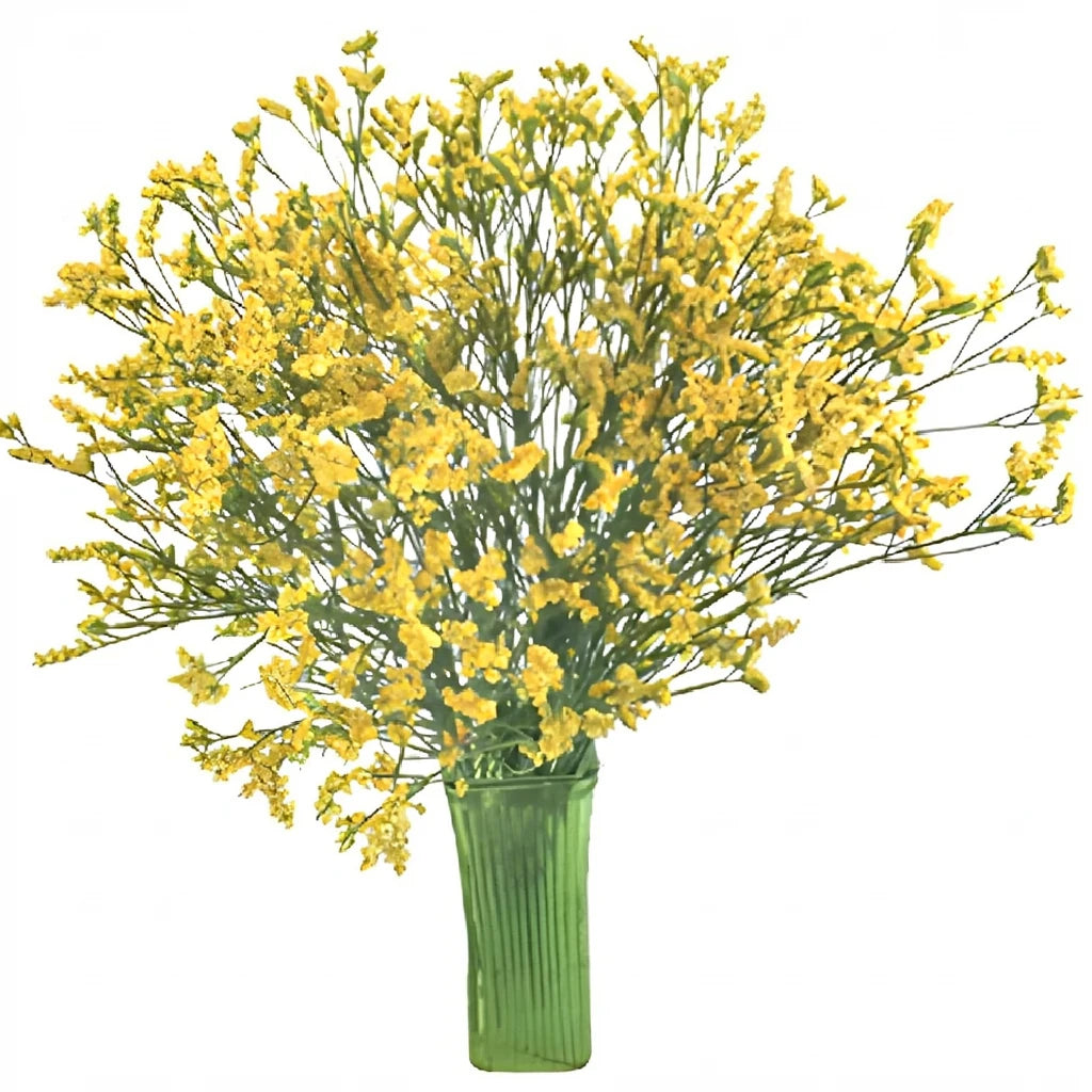 Tinted Limonium - Yellow - alternative 2