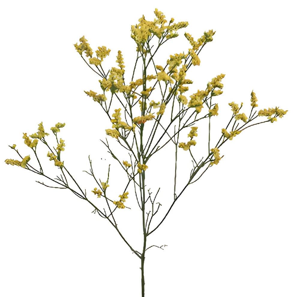 Tinted Limonium - Yellow - main