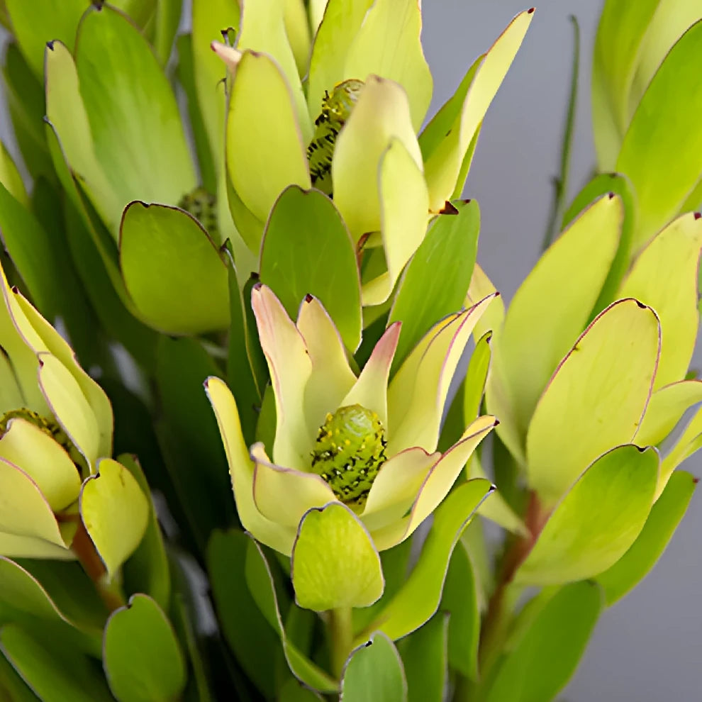 Gold Strike Leucadendron Tropicals - main
