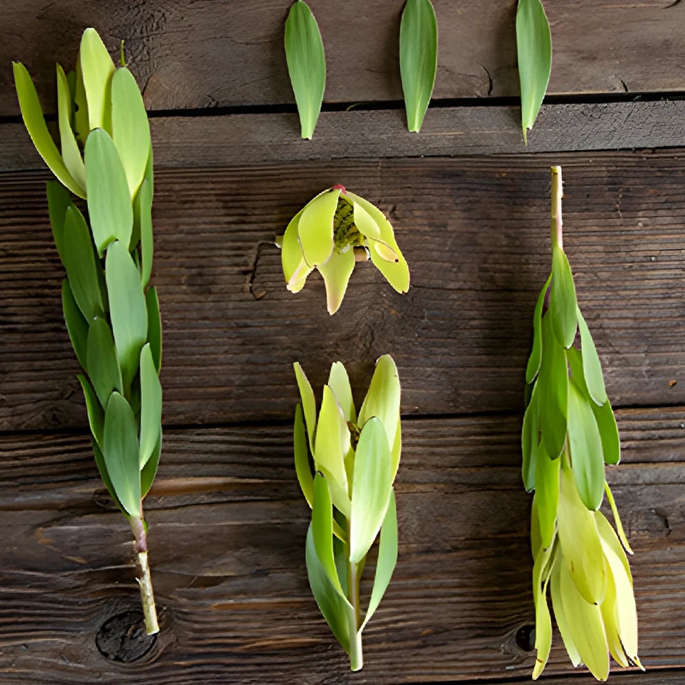 Gold Strike Leucadendron Tropicals - alternative 3