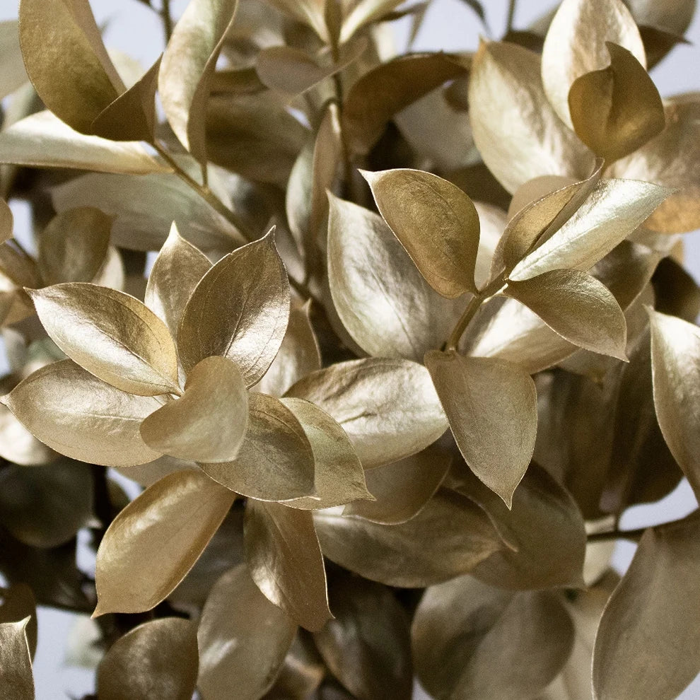 Tinted Ruscus Greenery - main