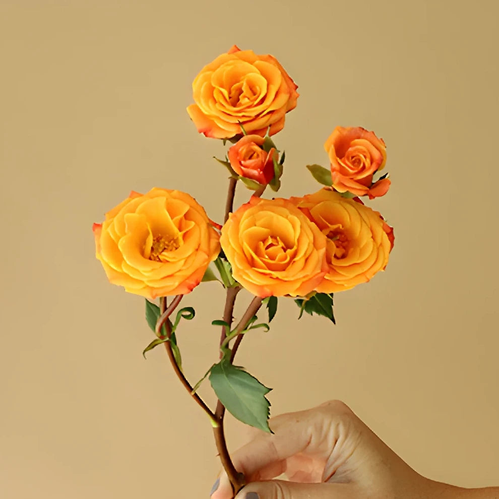 Star Roses Spray - alternative 2