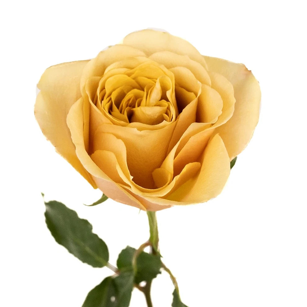 Golden Mustard Roses Garden - alternative 2