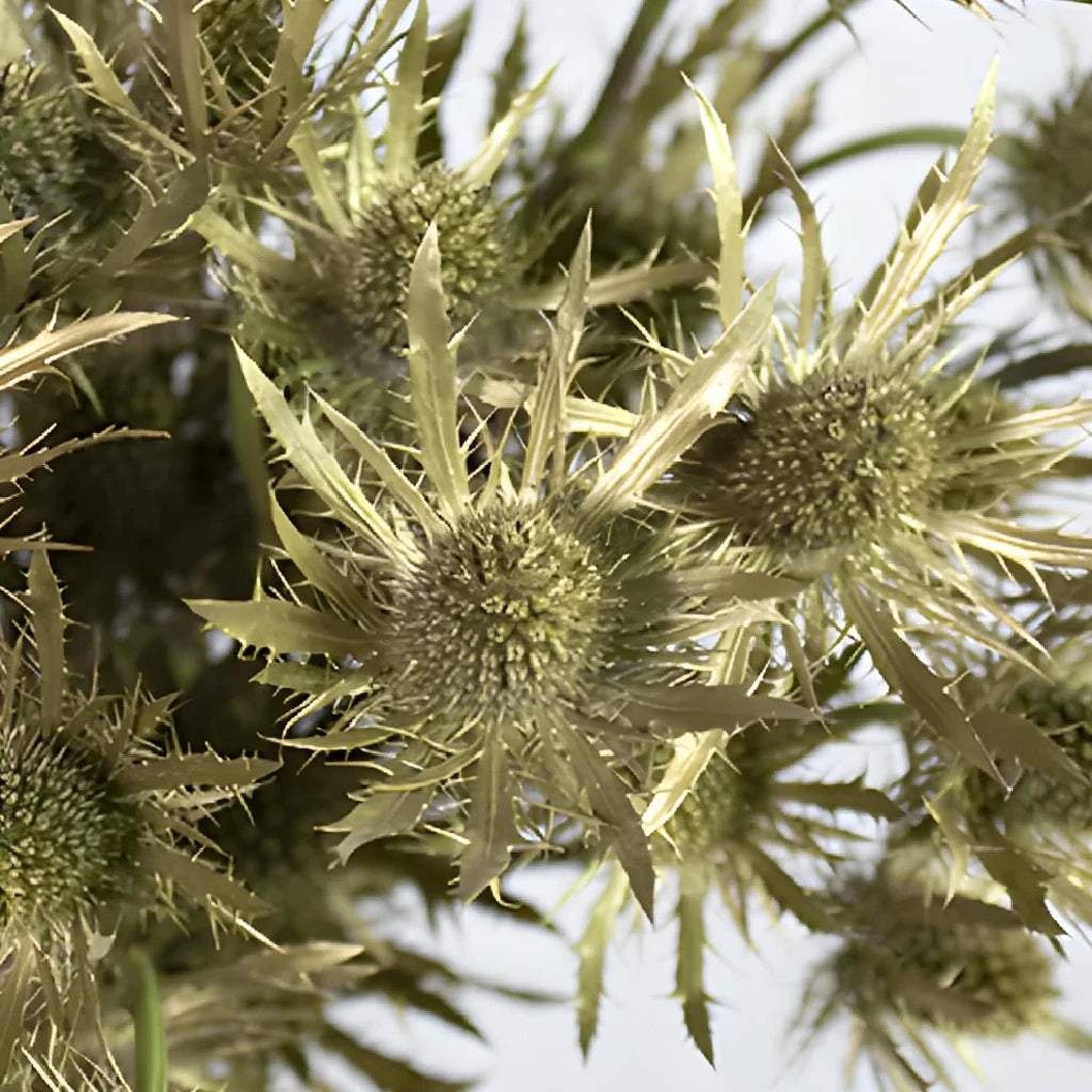 Tinted Gold Thistle - alternative 2