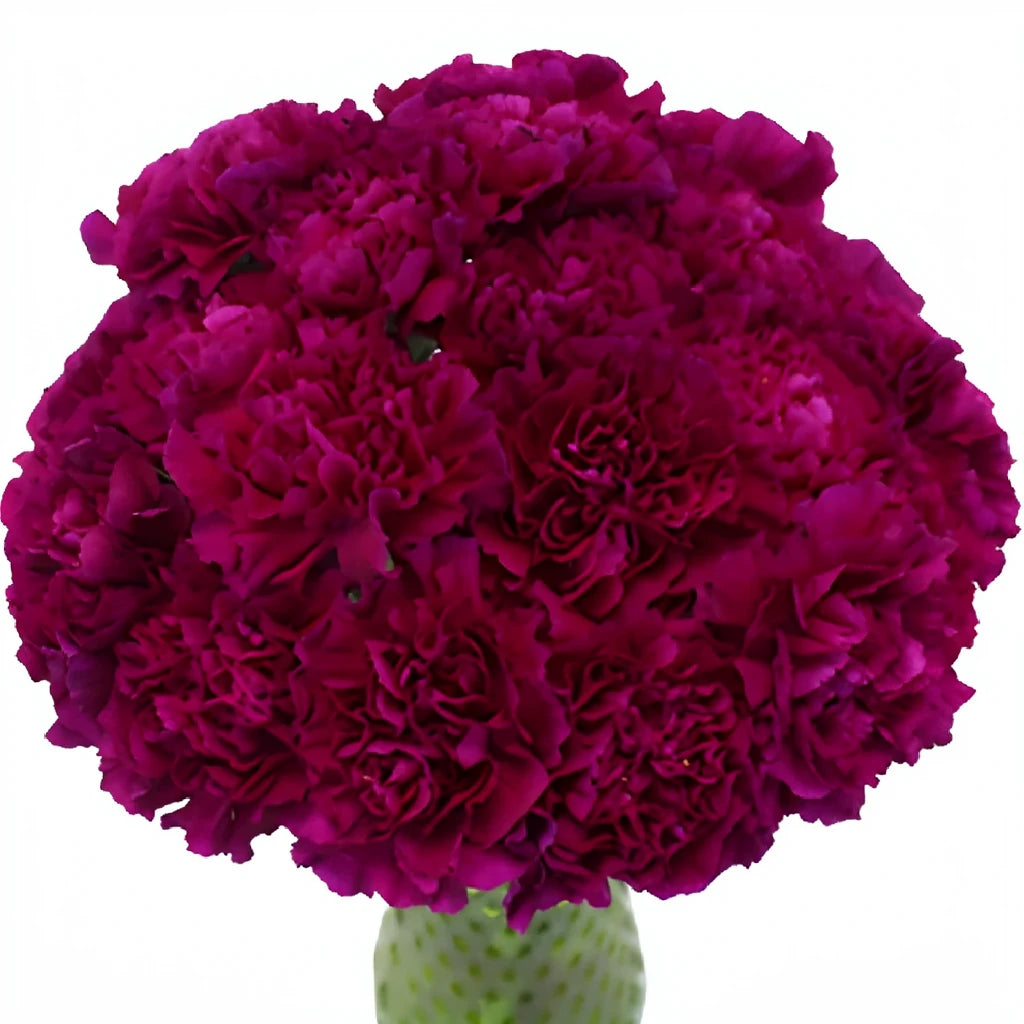 Golem Carnations - alternative 3