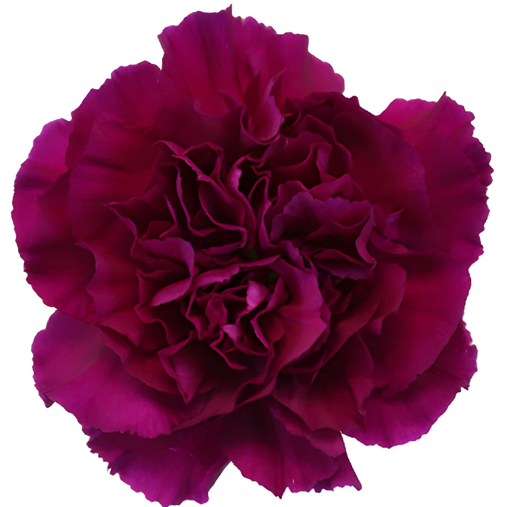 Fuchsia Carnations - alternative 3