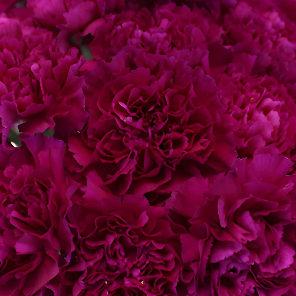 Golem Carnations - alternative 1