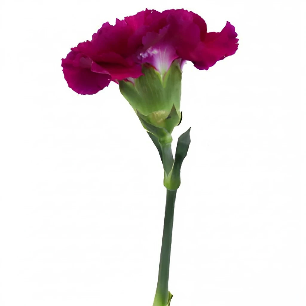 Golem Carnations - alternative 2