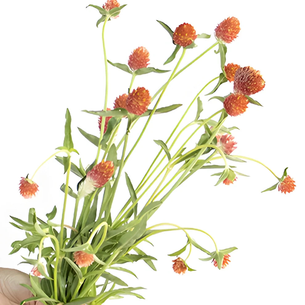 Orange Gomphrena - main