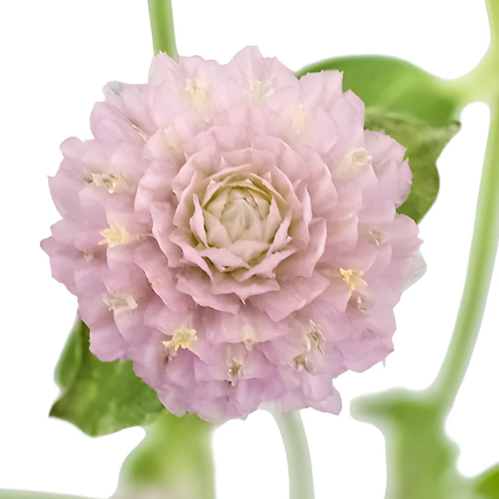 Lavender Gomphrena - alternative 3