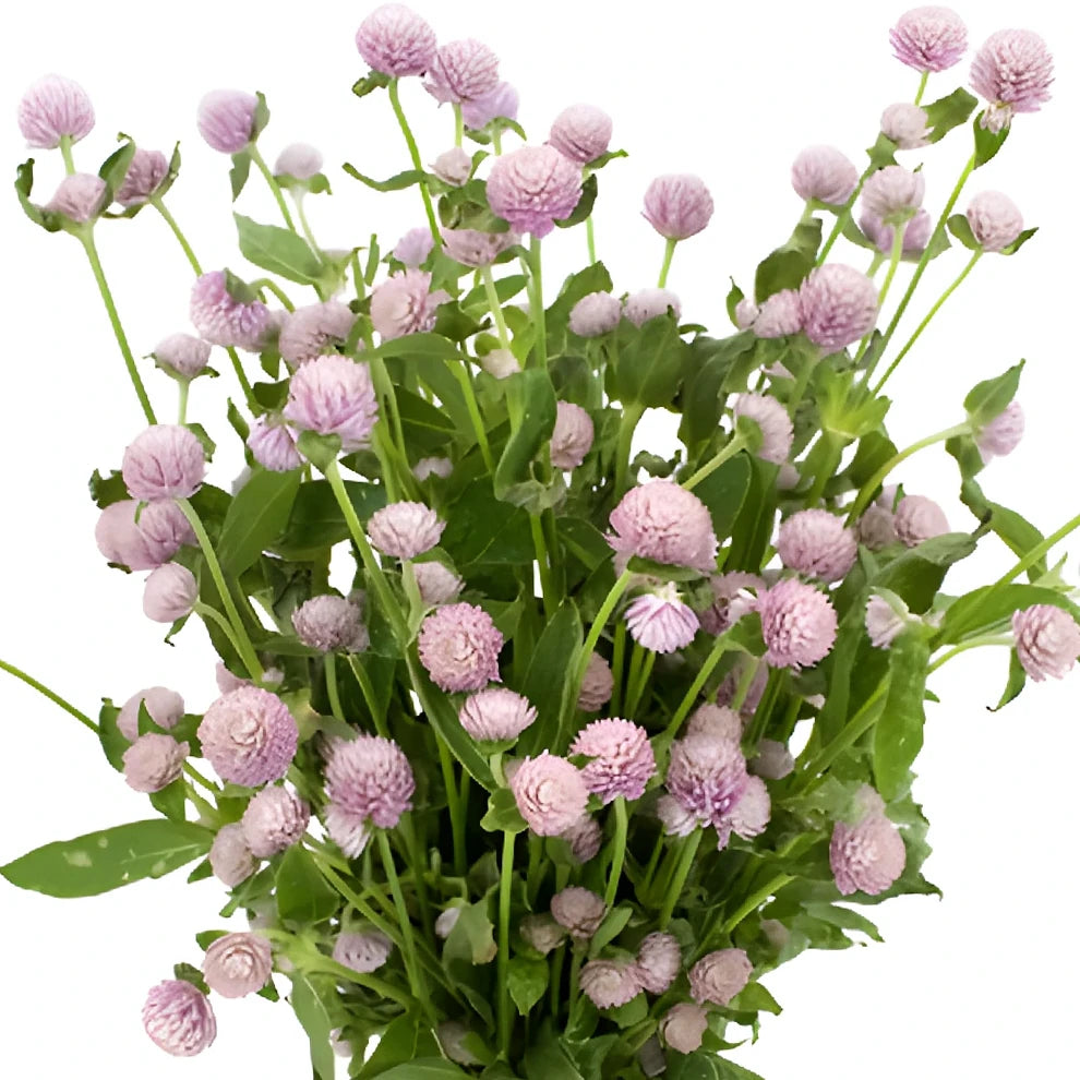 Lavender Gomphrena - main