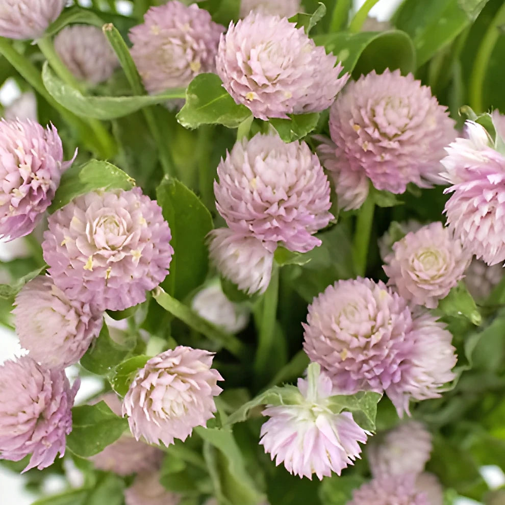 Lavender Gomphrena - alternative 4