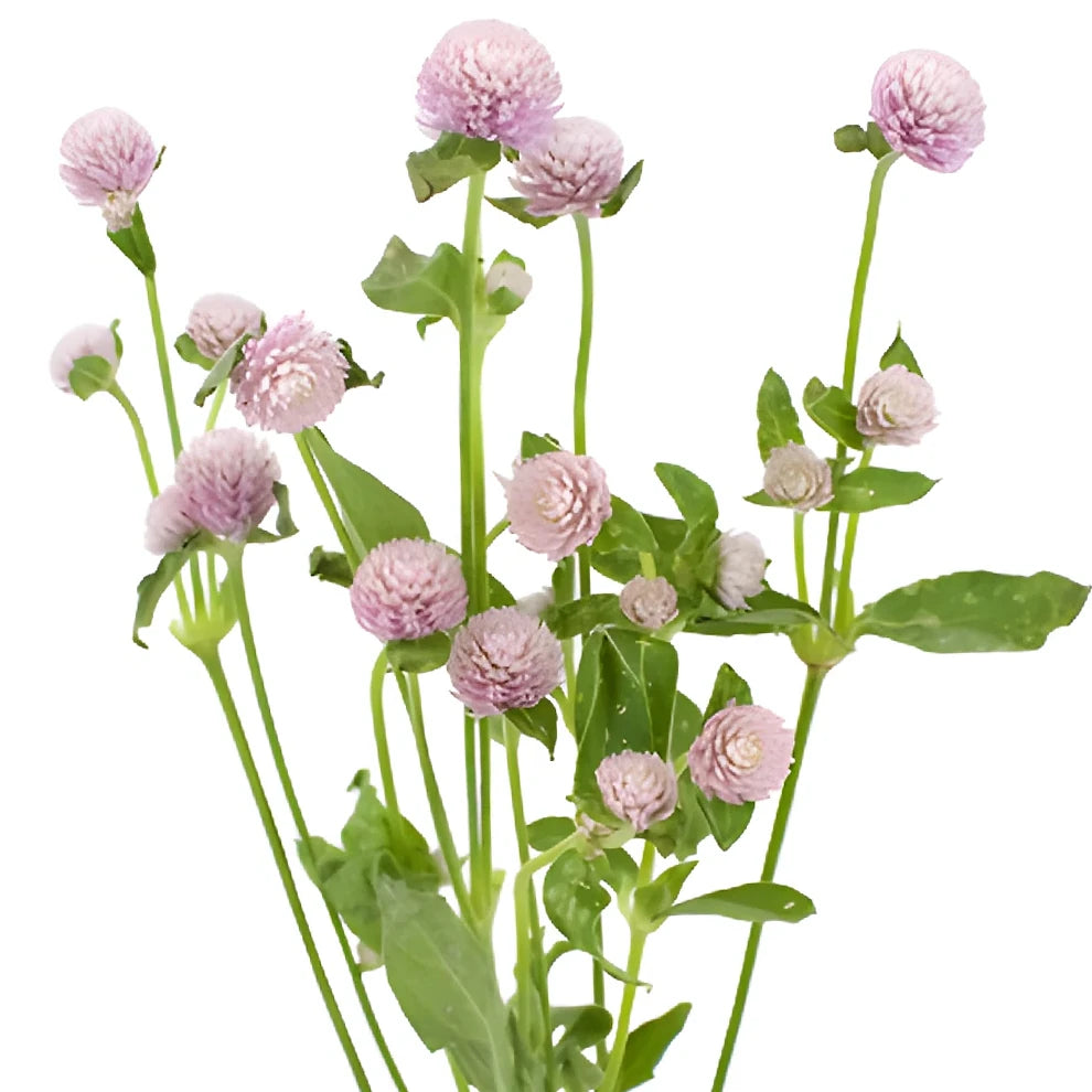 Lavender Gomphrena - alternative 1