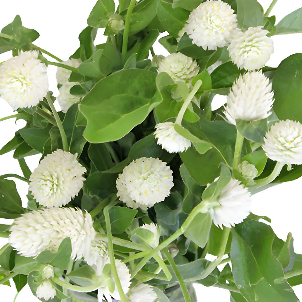 White Gomphrena - alternative 3
