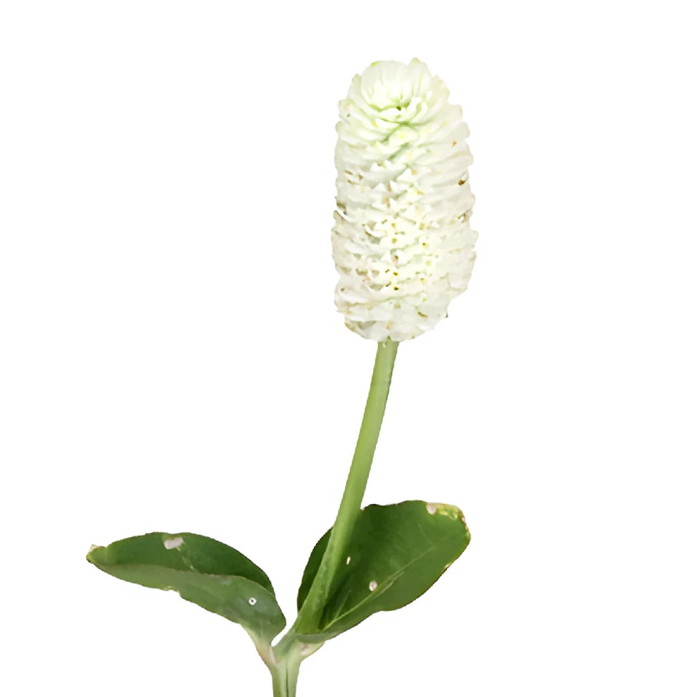 White Gomphrena - alternative 1