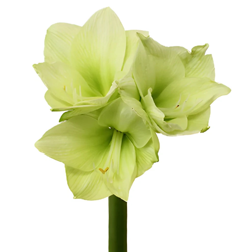 Green Amaryllis - main