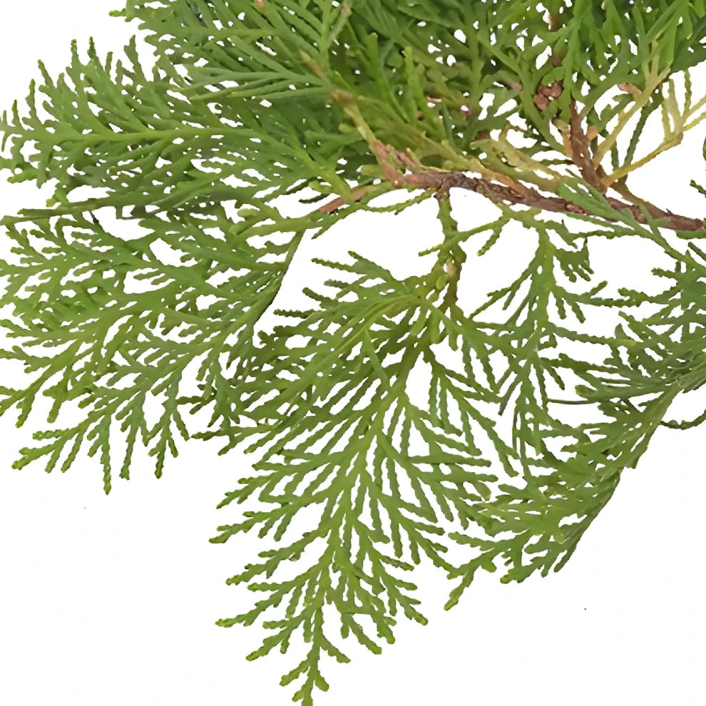 Arbor Vitae Greenery - main