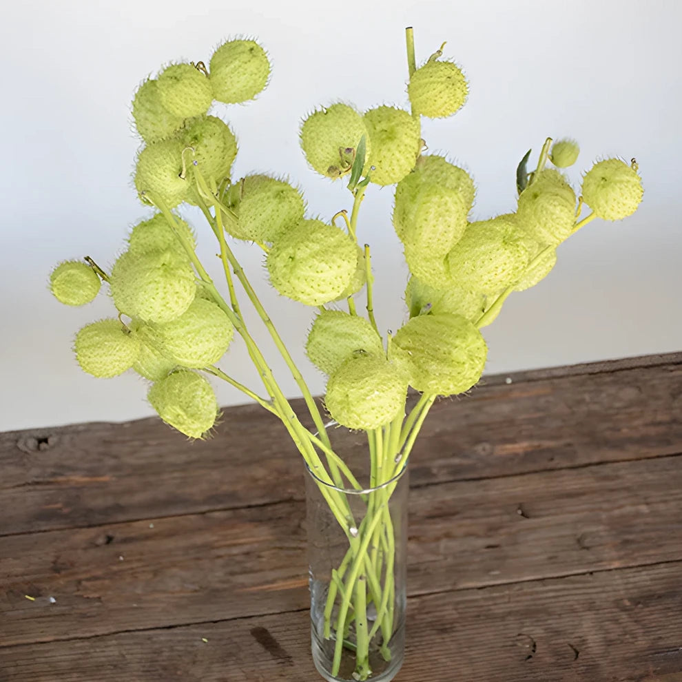 Asclepia Pods Pods - alternative 1