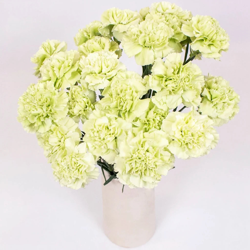 Voragine Carnations - alternative 1