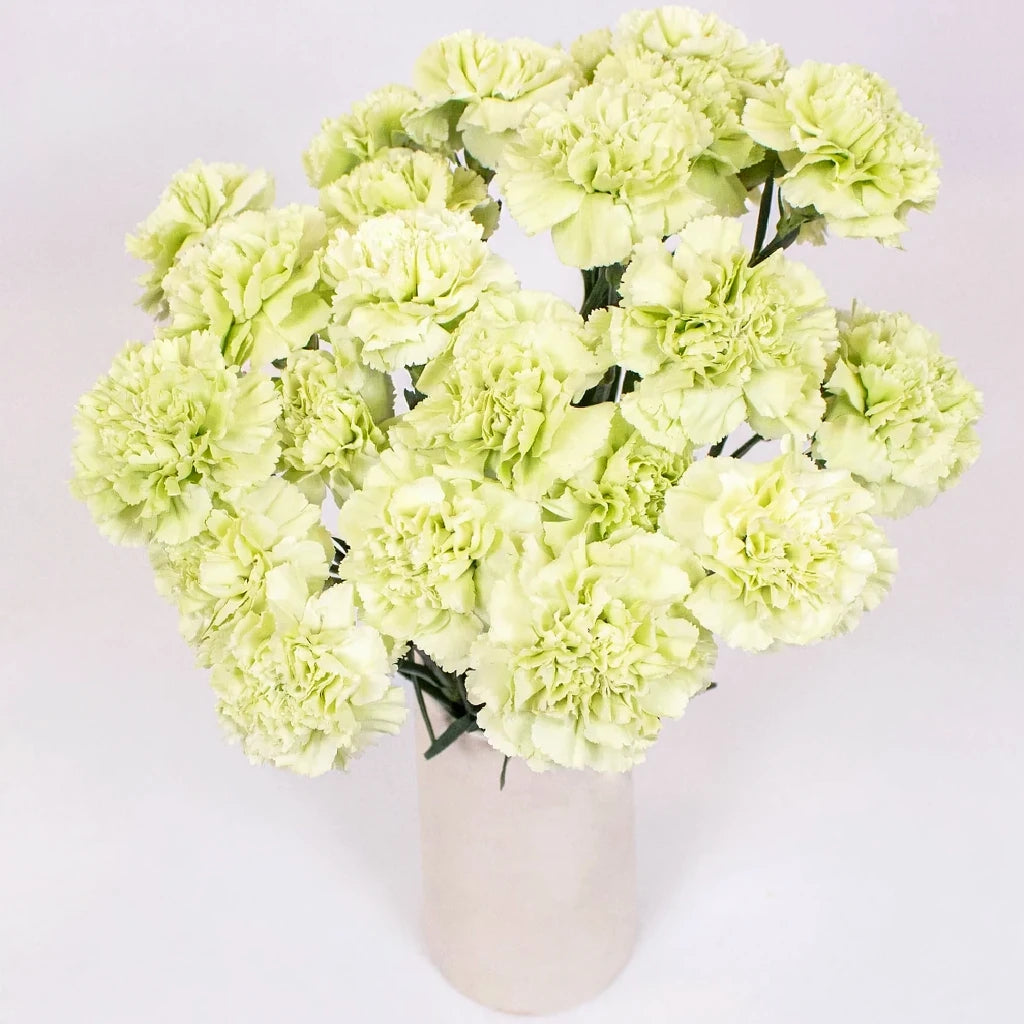 Sherida Carnations - main