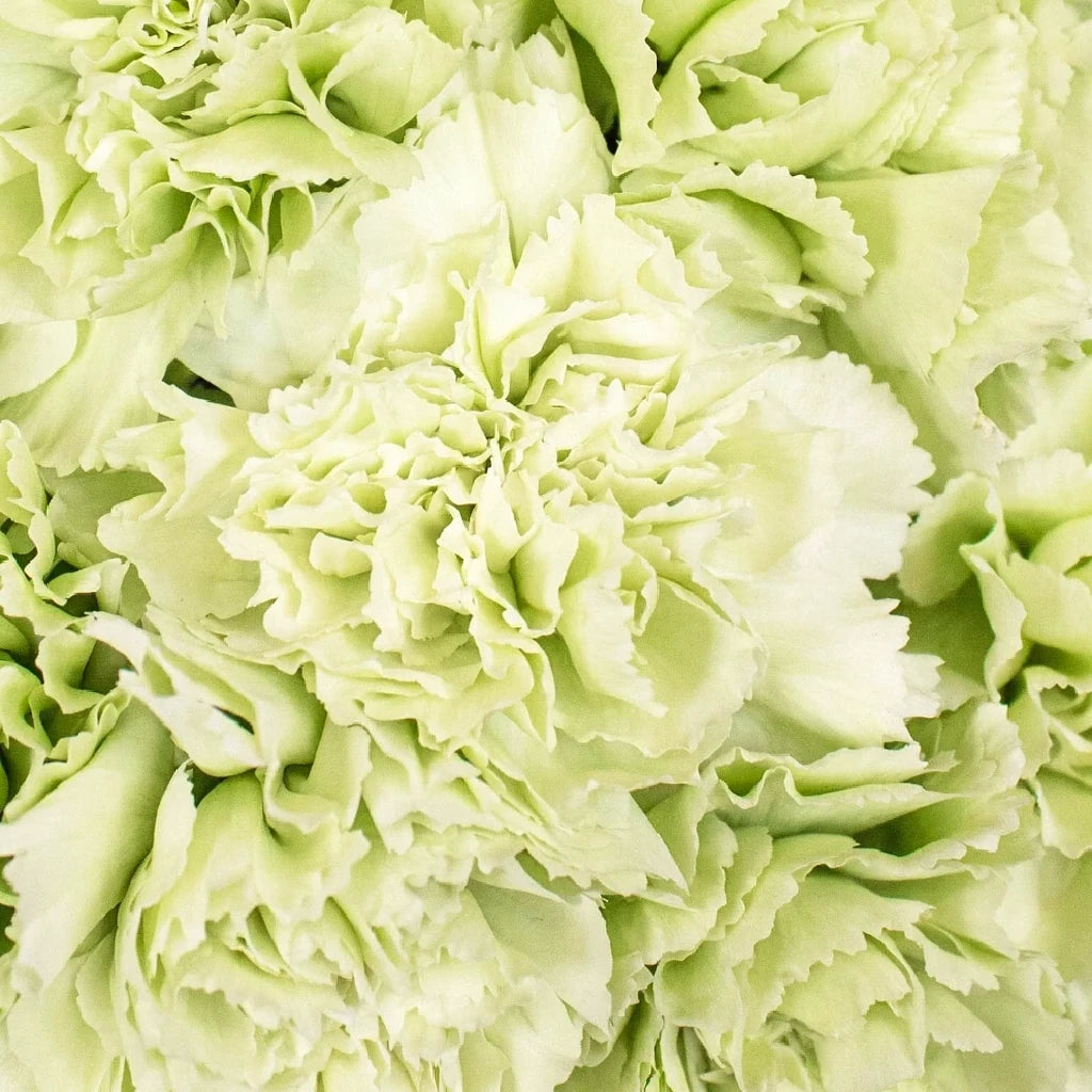 Voragine Carnations - main