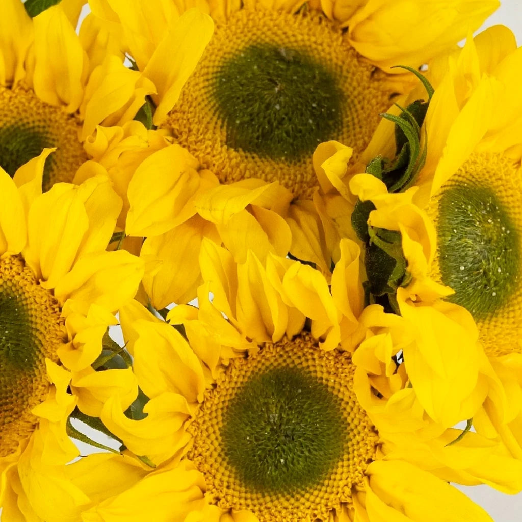 Medium Green Center Sunflowers - alternative 2