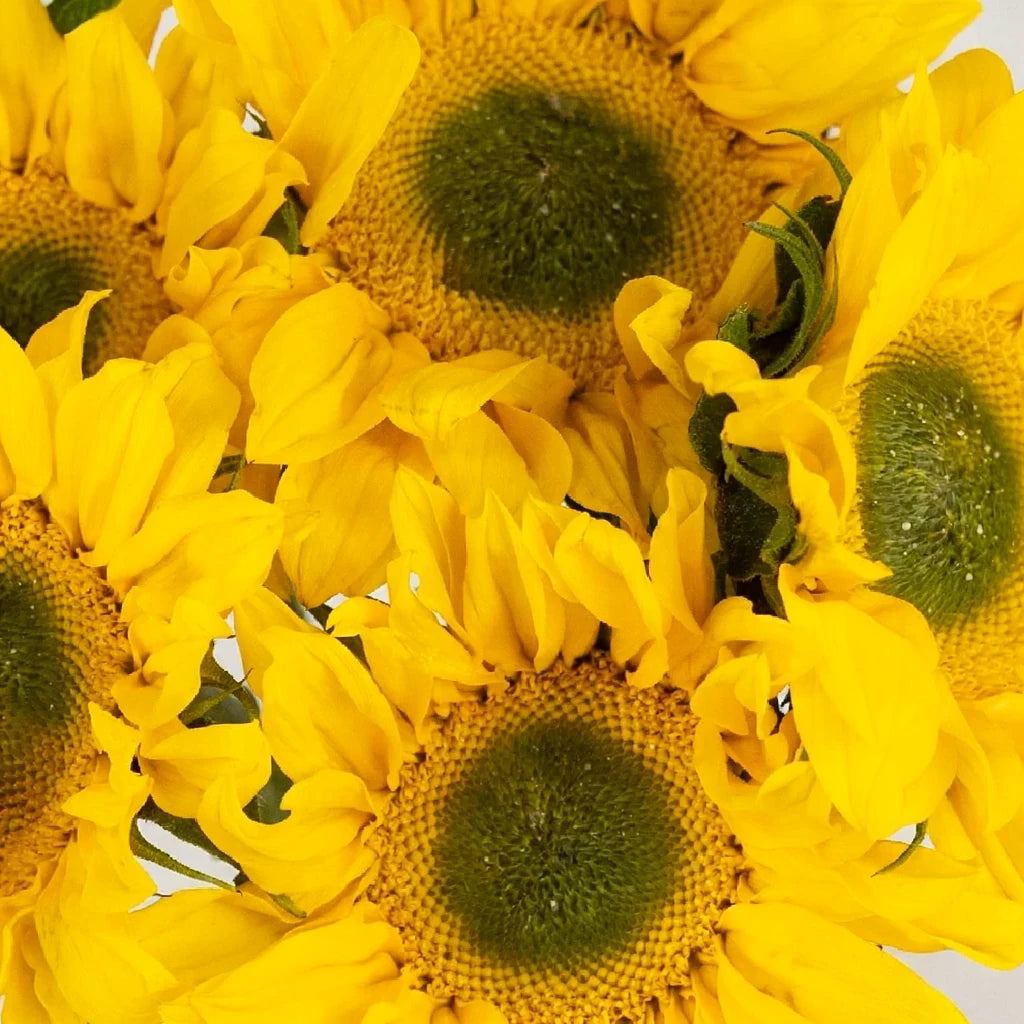 Large Green Center Sunflowers - main