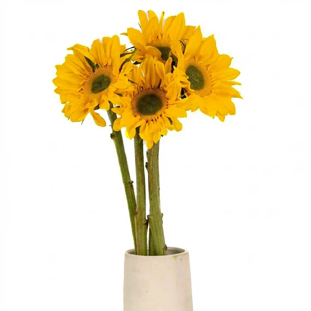 Medium Green Center Sunflowers - alternative 1