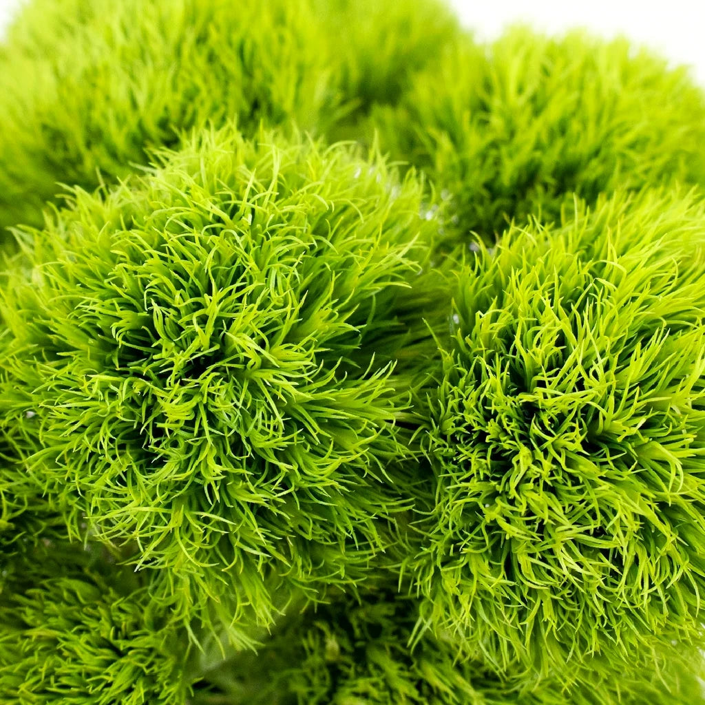 Green Ball Dianthus - alternative 2