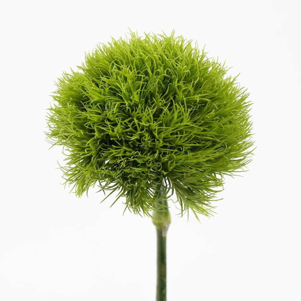 Green Ball Dianthus - alternative 1