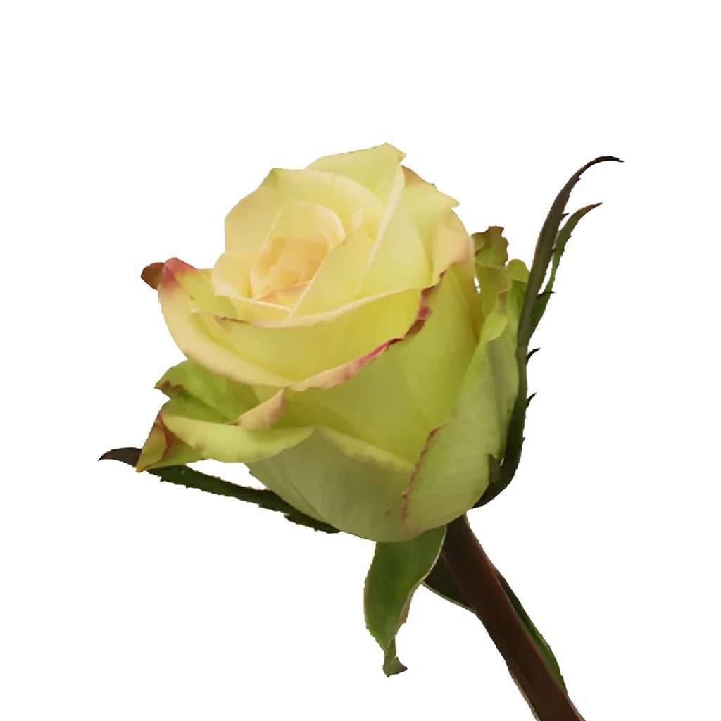 Green Fashion Roses Standard - alternative 1