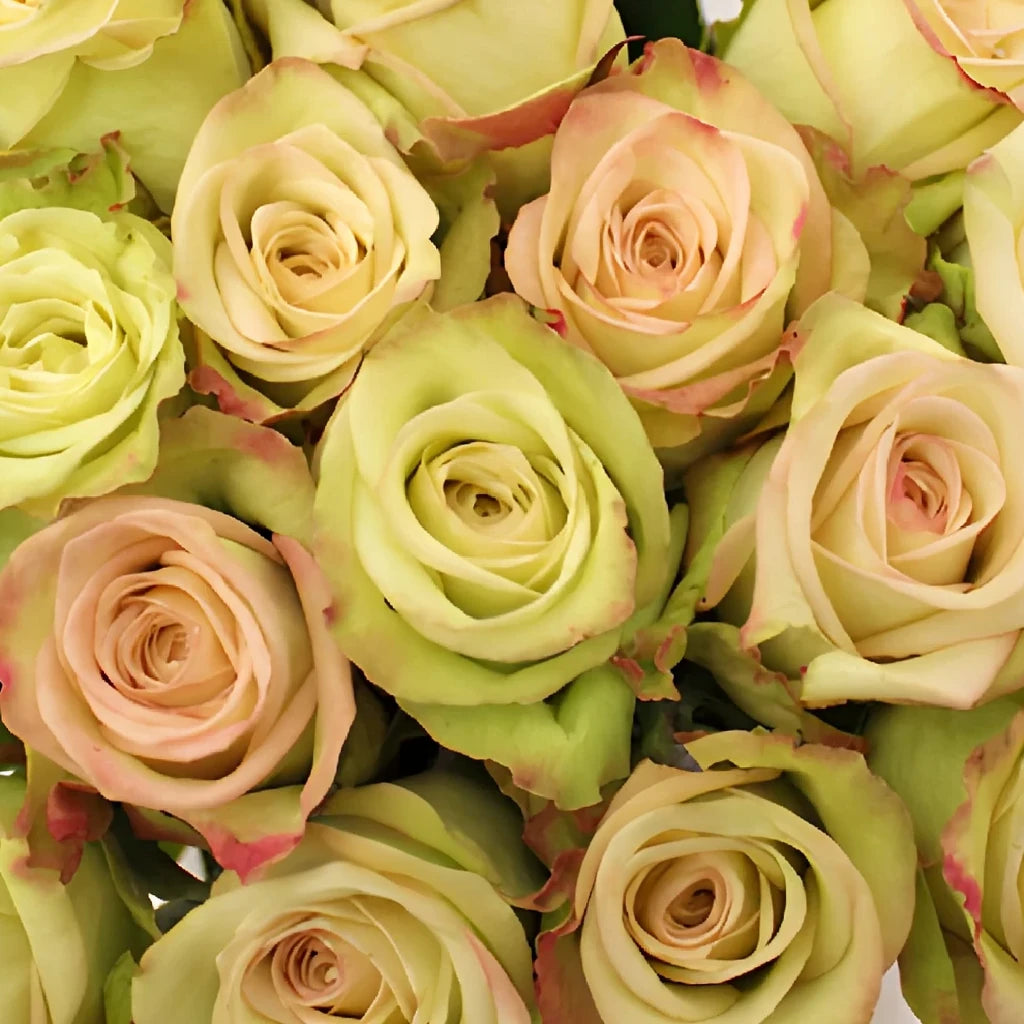 Green Fashion Roses Standard - main