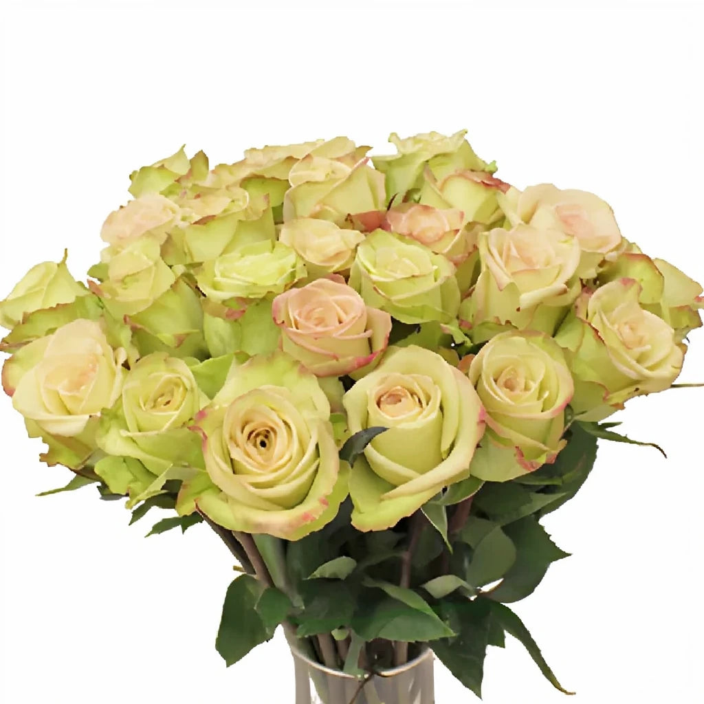 Green Fashion Roses Standard - alternative 2