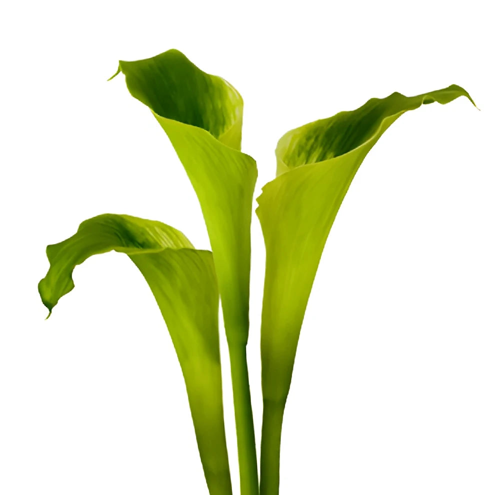Green Goddess Calla Lily Standard - main