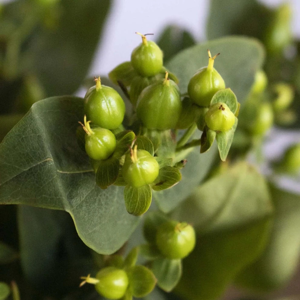 Hypericum Green Berries - alternative 4