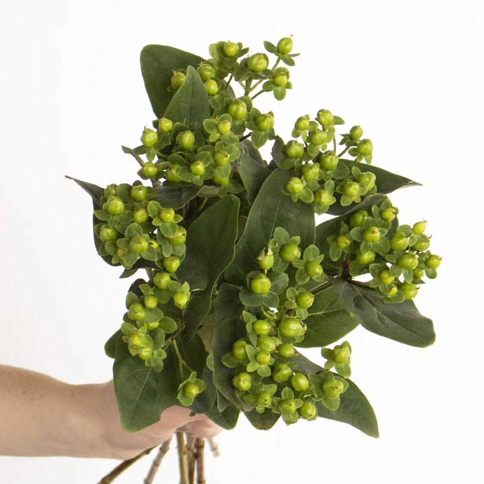 Hypericum Green Berries - alternative 2