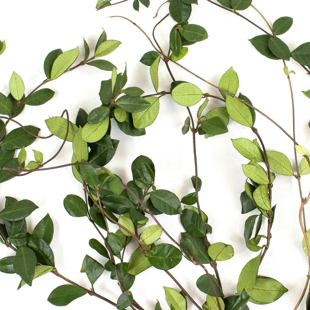 Jasmine Vine Greenery - alternative 2