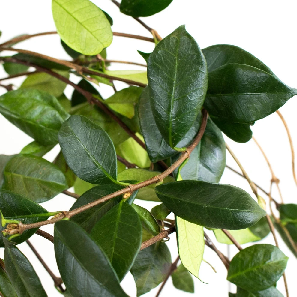 Jasmine Vine Greenery - alternative 1