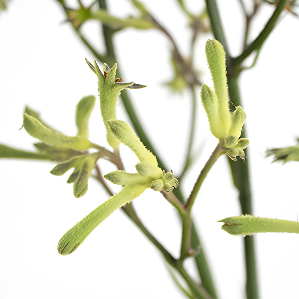 Green Kangaroo Paw - alternative 2