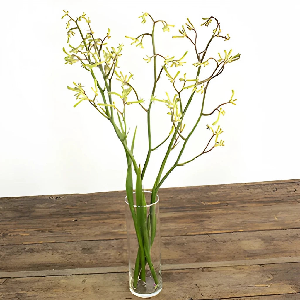 Green Kangaroo Paw - alternative 1