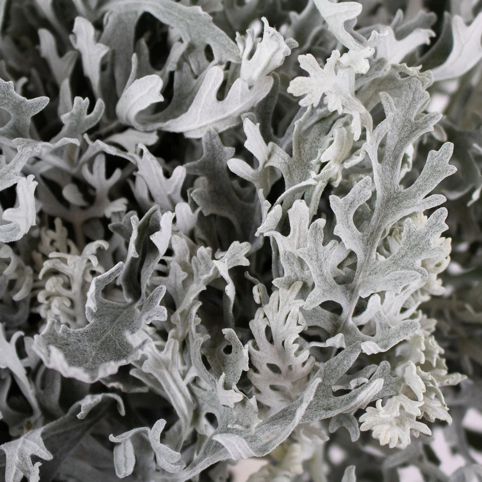 Dusty Miller Lacy Greenery - alternative 1