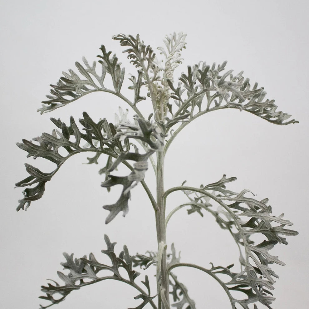Dusty Miller Lacy Greenery - alternative 2